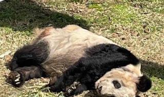 大熊猫乐乐死因报告发布
