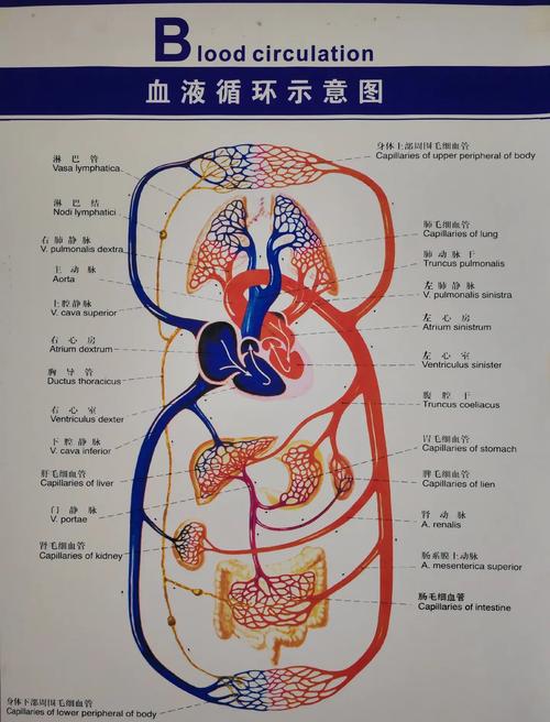 心血管事件链共识（心血管事件链顺序）