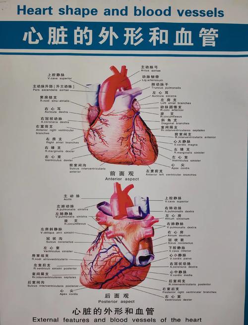 心血管事件链共识（心血管事件链顺序）