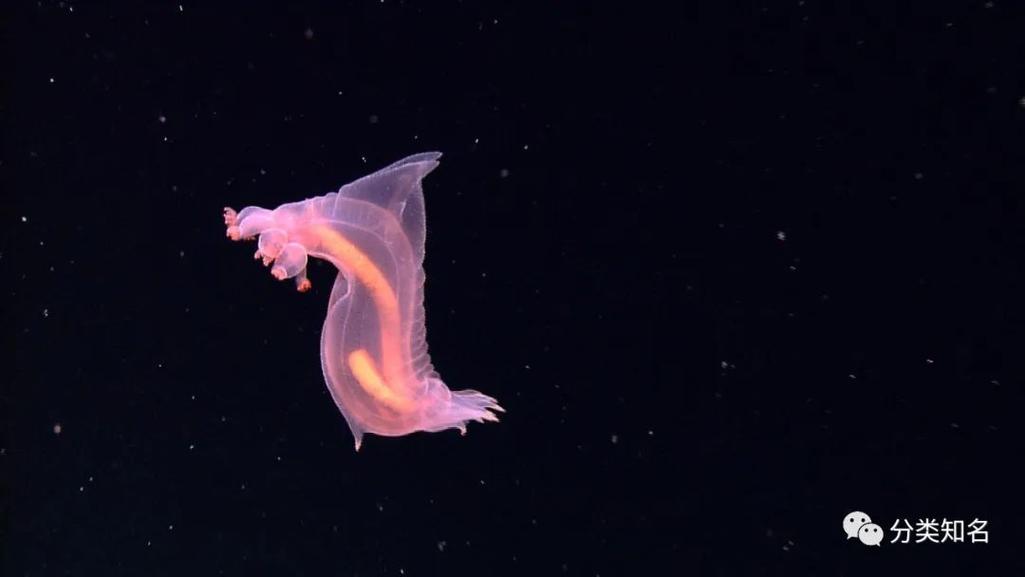深海生物（深海生物图片大全）