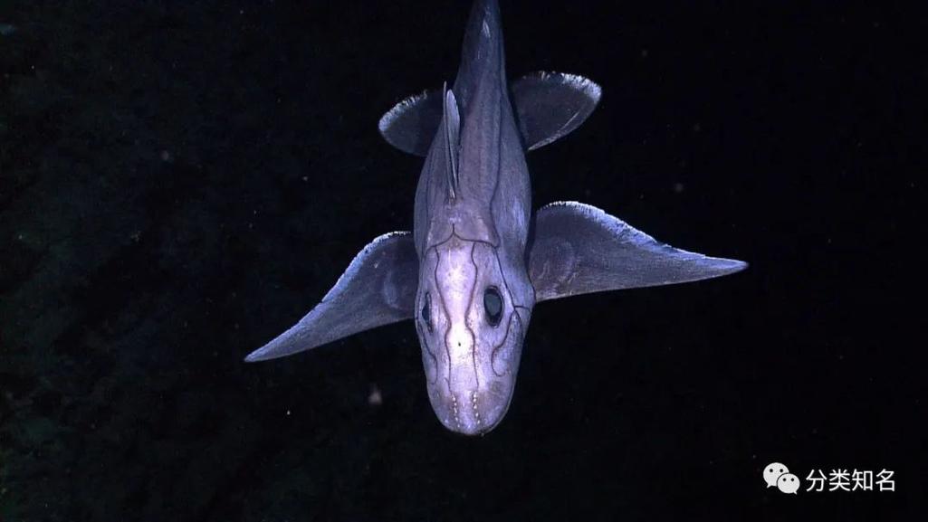 深海生物（深海生物图片大全）