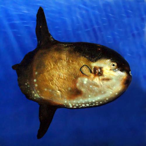 深海生物（深海生物图片大全）