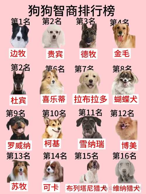 动物智商（动物智商排名一览表）