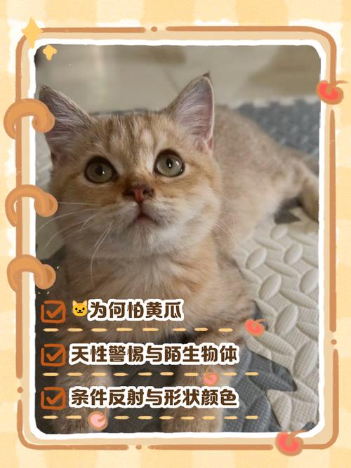 猫为什么怕黄瓜？（猫为什么怕黄瓜的原因）