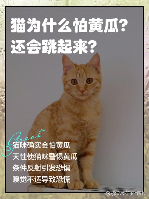 猫为什么怕黄瓜？（猫为什么怕黄瓜的原因）