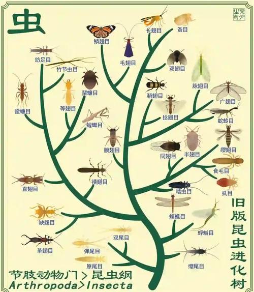 昆虫社会(昆虫社会与人类社会的关系)