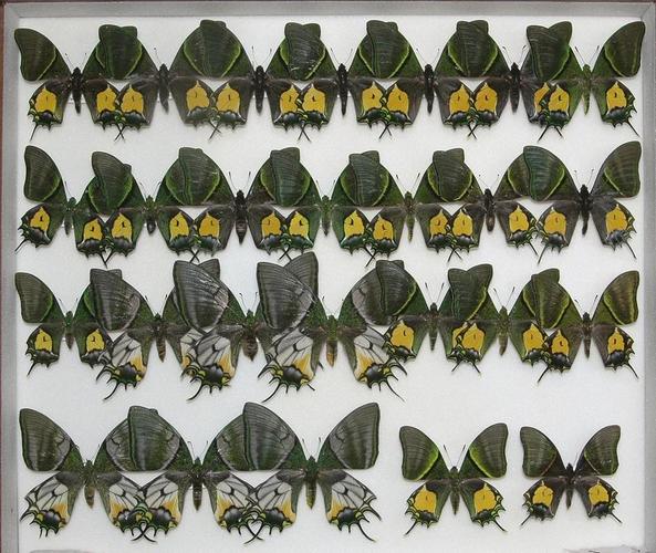 金斑喙凤蝶观测(金斑喙凤蝶的生殖特点)