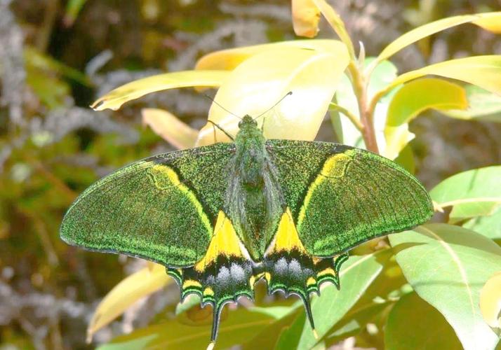 金斑喙凤蝶观测(金斑喙凤蝶的生殖特点)