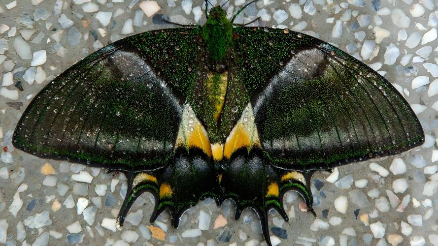 金斑喙凤蝶观测(金斑喙凤蝶的生殖特点)