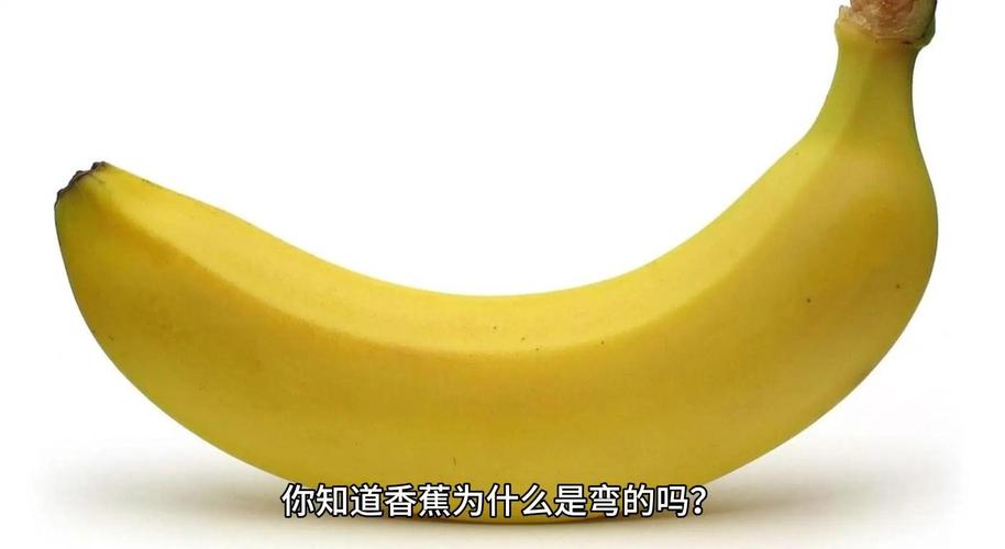 香蕉为什么是弯的?(香蕉为啥是弯的段子)