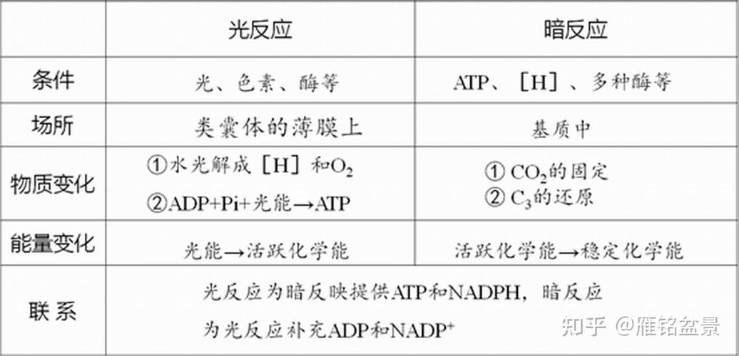 植物光合作用(植物光合作用公式)
