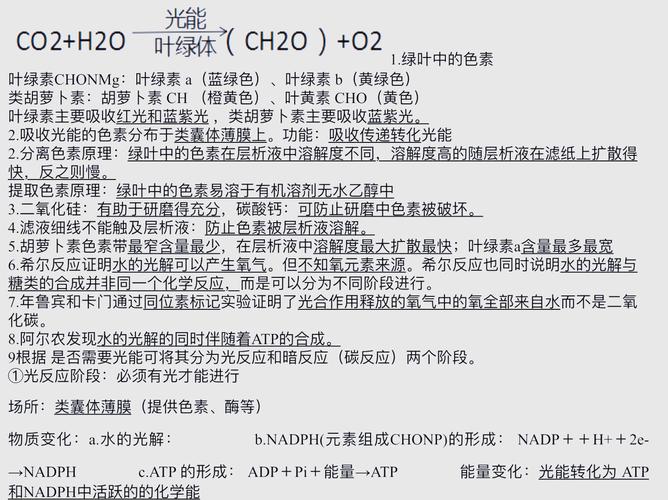 植物光合作用(植物光合作用公式)