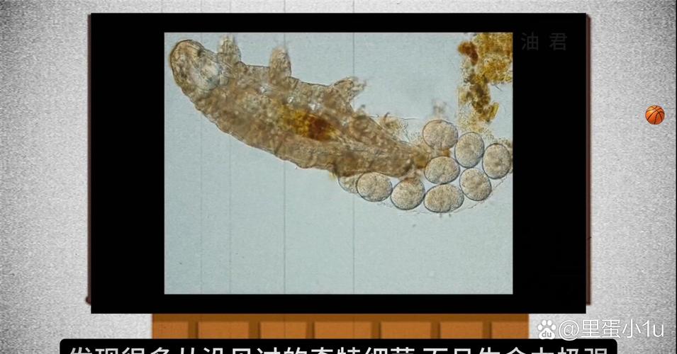 南极冰下的远古病毒库(南极远古病毒是什么)