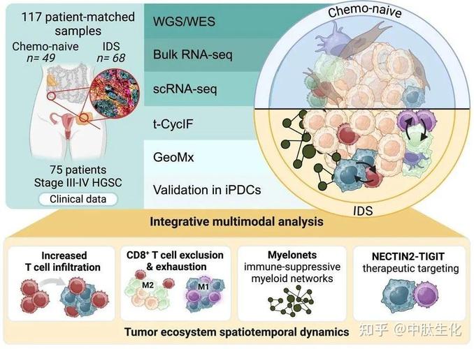 癌细胞会主动帮助免疫系统(癌细胞对免疫系统)