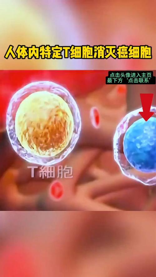 癌细胞会主动帮助免疫系统(癌细胞对免疫系统)