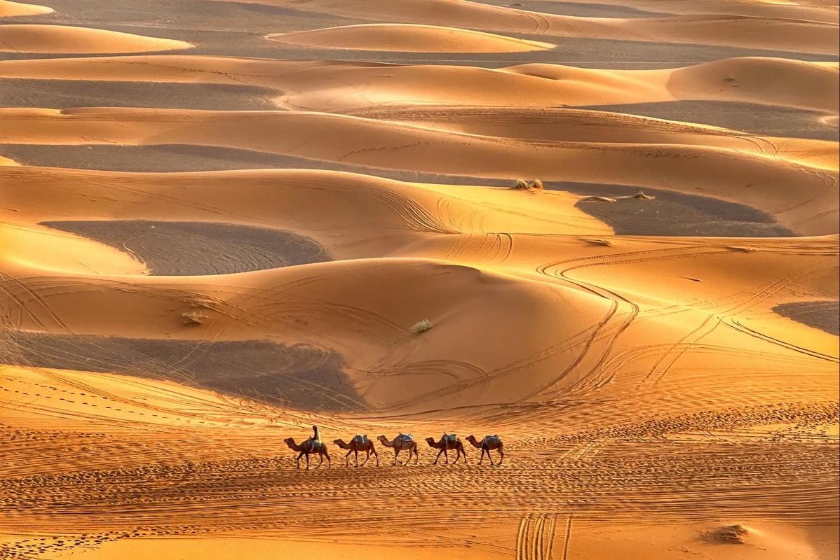 撒哈拉沙漠曾是大草原(撒哈拉沙漠有草原吗)