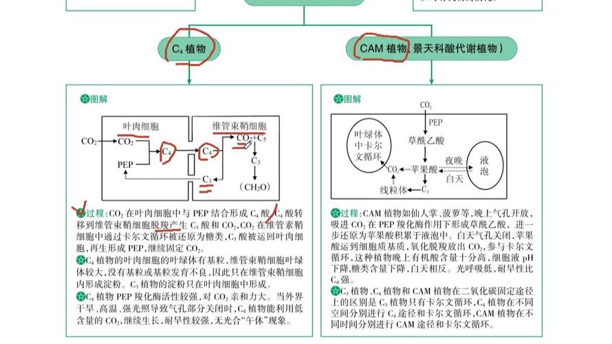 人类光合作用的基因改造(光合作用对人类的作用)