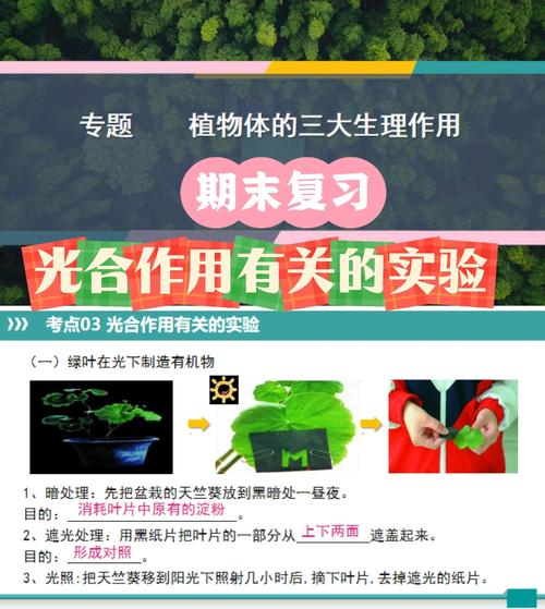 人类光合作用的基因改造(光合作用对人类的作用)