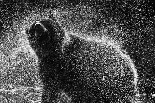 北极熊的皮肤是黑色(北极熊的皮肤是黑色的吗)