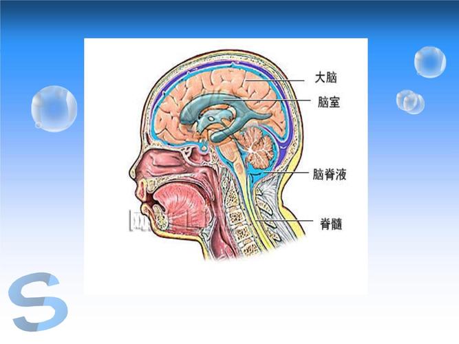 脑脊液冲洗睡眠的机制（脑脊液放多少毫升）
