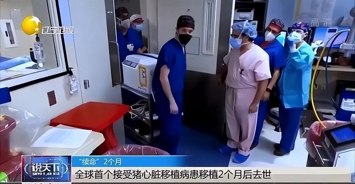 移植猪心脏后的基因污染（猪的心脏可以移植给人类吗有什么后遗症）