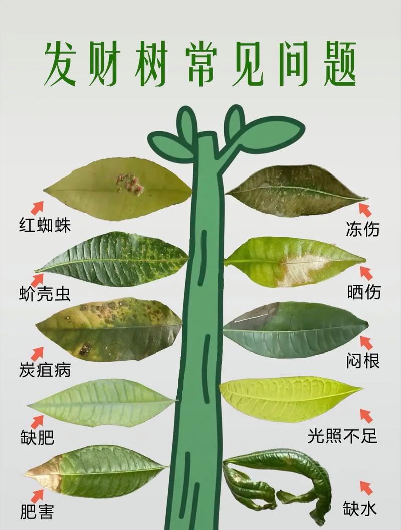 植物遭遇虫害的SOS信号（植物害虫的危害症状）