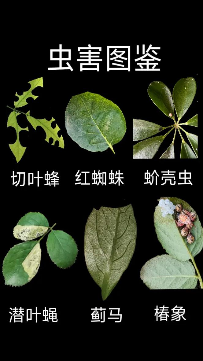 植物遭遇虫害的SOS信号（植物害虫的危害症状）