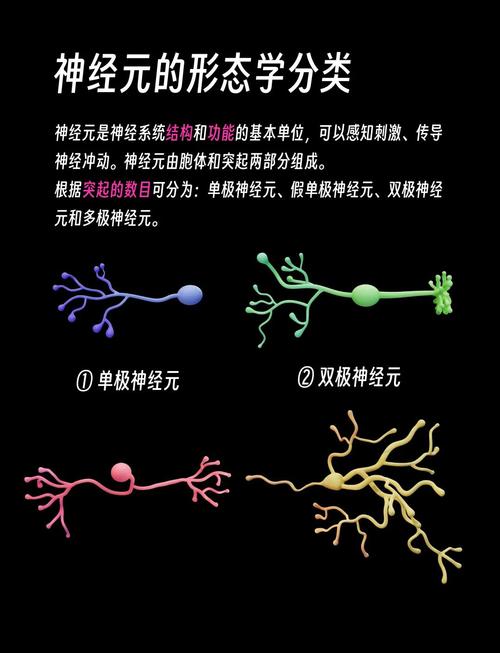 打哈欠传染的镜像神经元(打哈欠的神经反射)