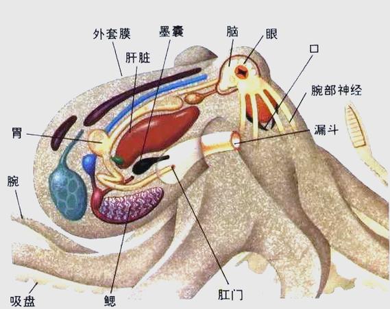 章鱼三颗心脏的进化逻辑(章鱼的三个心脏有什么用)