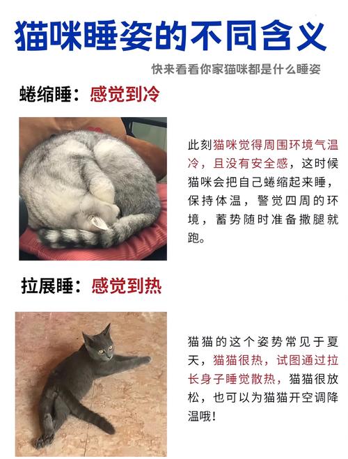 如何证明你家的猫是卧底(怎么看猫是不是家养的)
