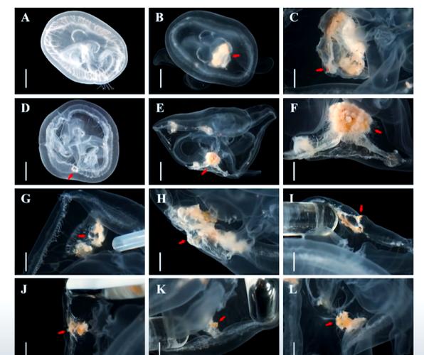 灯塔水母的永生之谜(灯塔水母可以永生是否违背了自然规律?)
