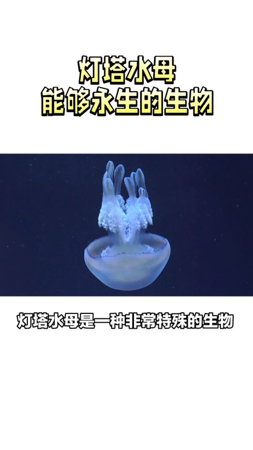 灯塔水母的永生之谜(灯塔水母可以永生是否违背了自然规律?)