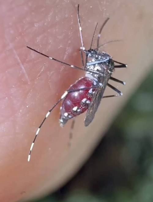 用《民法典》规范蚊子吸血(蚊子吸血标准)