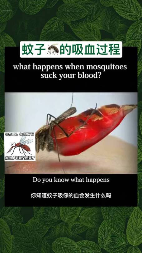 用《民法典》规范蚊子吸血(蚊子吸血标准)
