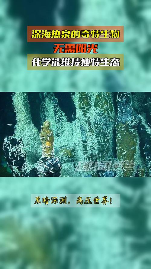 深海热泉生态圈启示录(深海热泉生态系统中的能量最初来源于)