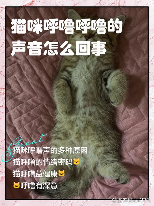 猫呼噜声的治疗功效(猫呼噜声的治疗功效与作用)