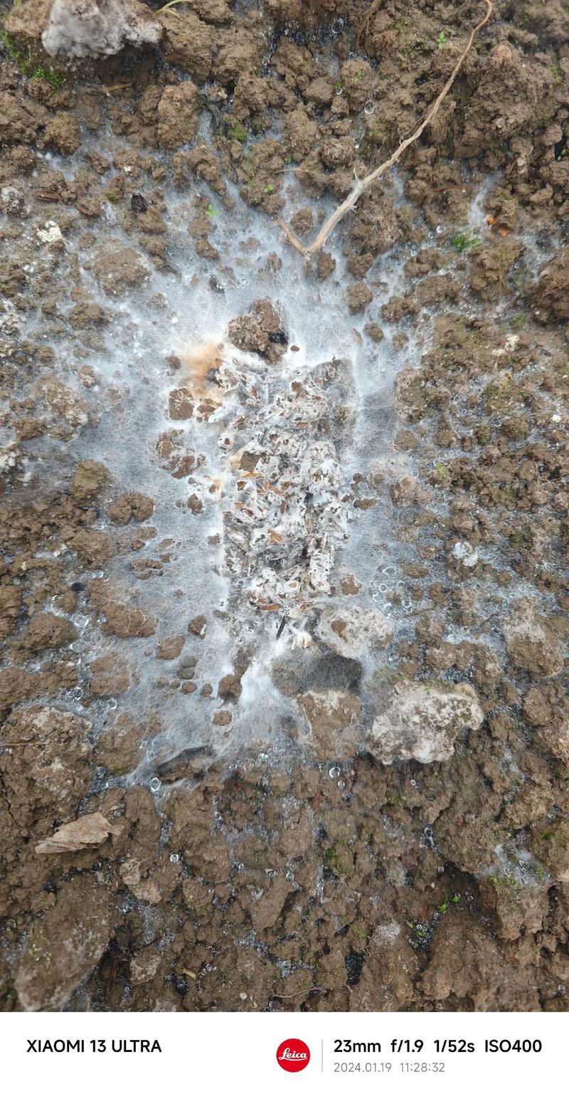 真菌网络的地下互联网(地下真菌图片)