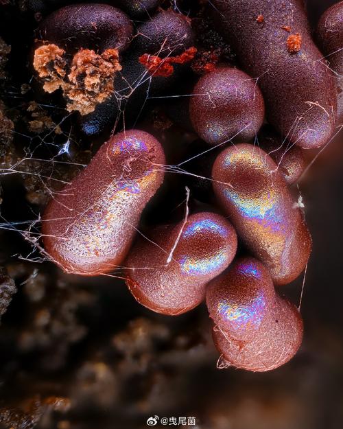 真菌网络的地下互联网(地下真菌图片)
