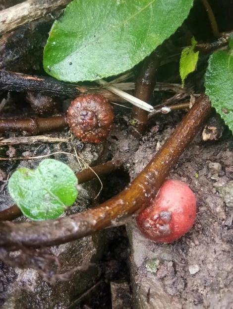 真菌网络的地下互联网(地下真菌图片)