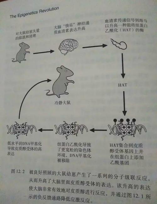 表观遗传的跨代饮食印记(表观遗传的跨代饮食印记有哪些)