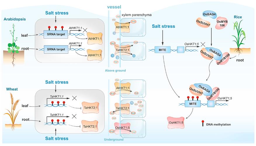 表观遗传的跨代饮食印记(表观遗传的跨代饮食印记有哪些)