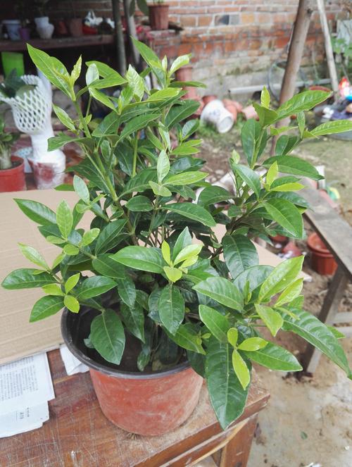 包含打工人办公室植物生存报告的词条