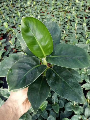 包含打工人办公室植物生存报告的词条