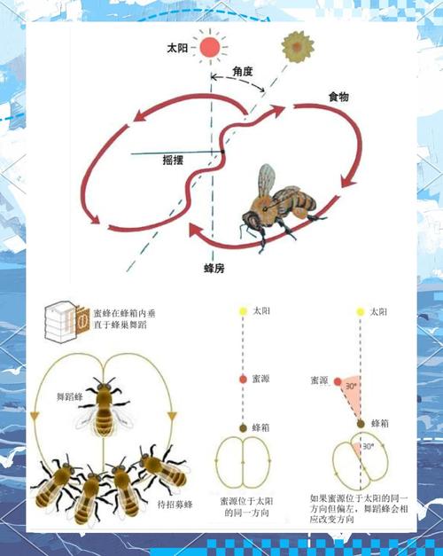 蜜蜂民主决策的神经机制(蜜蜂效应是什么意思)