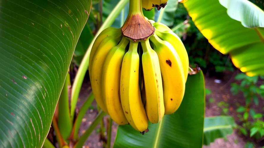 香蕉其实是浆果(香蕉是浆果类果树)