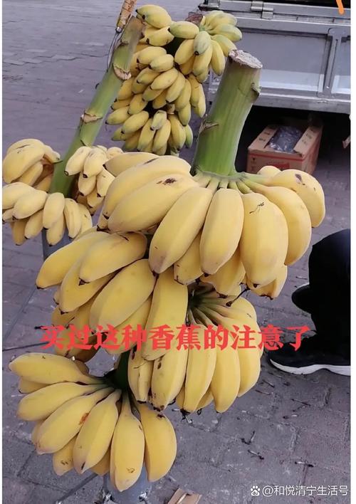 香蕉其实是浆果(香蕉是浆果类果树)