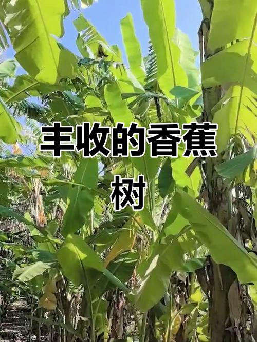 香蕉其实是浆果(香蕉是浆果类果树)