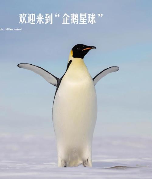 企鹅膝盖隐藏位置解密(企鹅有没有膝盖的英文笑话)