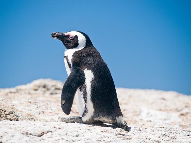 企鹅膝盖隐藏位置解密(企鹅有没有膝盖的英文笑话)