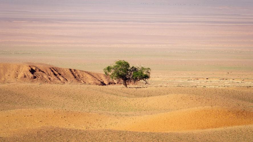 撒哈拉沙漠的周期性绿洲(撒哈拉沙漠环境)